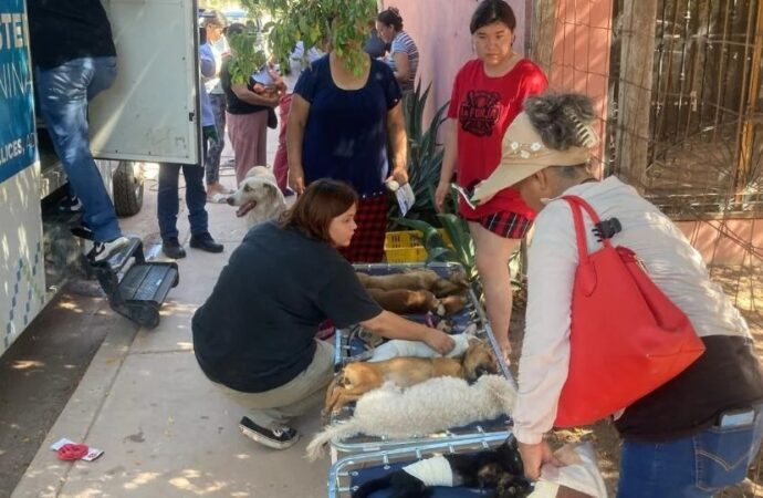 Cajeme refuerza acciones contra la sobrepoblación animal con esterilizaciones gratuitas