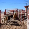 Cierre de fronteras afecta ingresos de ganaderos locales