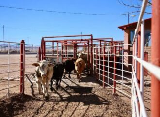 Cierre de fronteras afecta ingresos de ganaderos locales