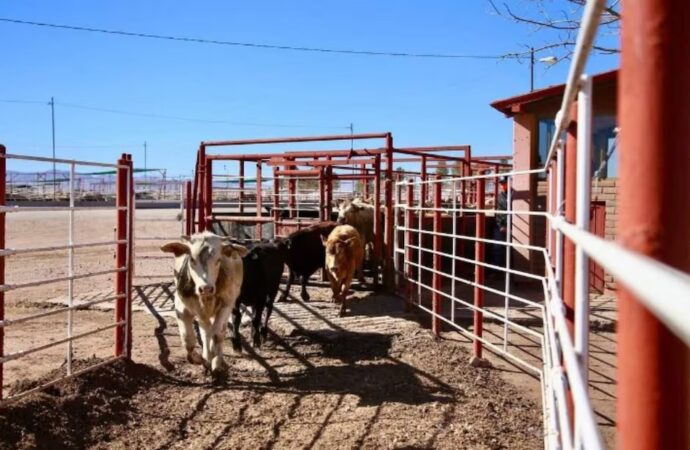 Cierre de fronteras afecta ingresos de ganaderos locales