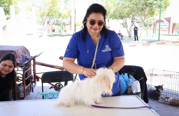 Arranca con éxito campaña de esterilización masiva en Cajeme