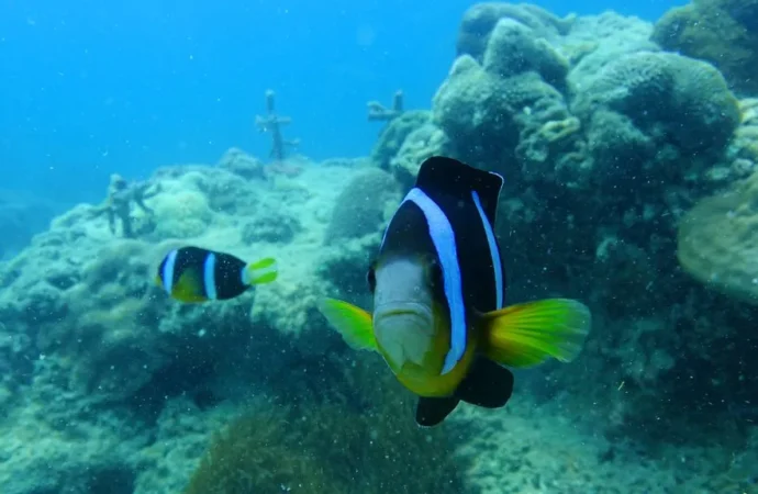 Más de 400 especies de peces viven en el arrecife de San Carlos