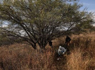 Persisten discrepancias en registros sobre fosas clandestinas y crisis forense en México