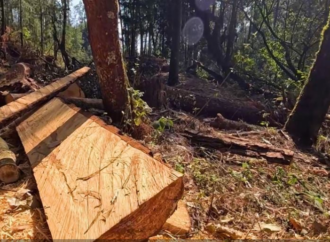 Tala clandestina sigue devastando el Bosque de Agua pese a acuerdos de protección