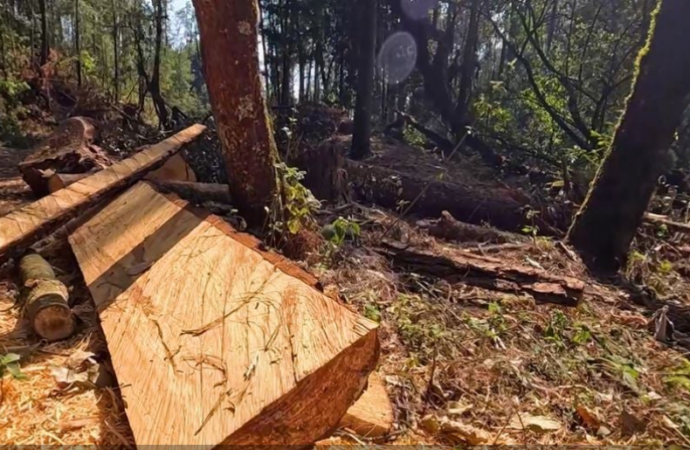 Tala clandestina sigue devastando el Bosque de Agua pese a acuerdos de protección