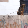 Abandono de mascotas, principal reporte de maltrato animal en Hermosillo