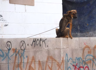 Abandono de mascotas, principal reporte de maltrato animal en Hermosillo