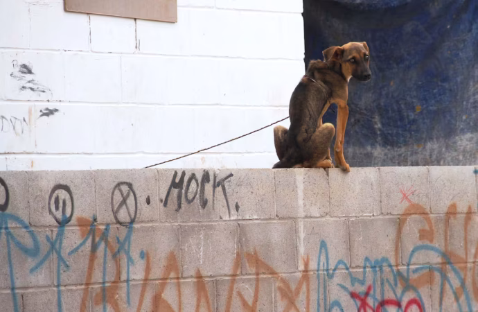 Abandono de mascotas, principal reporte de maltrato animal en Hermosillo