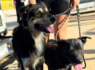 Realizará ayuntamiento jornadas de esterilización de animal