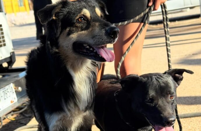 Realizará ayuntamiento jornadas de esterilización de animal