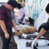 Refuerzan campañas de esterilización de mascotas en Cajeme