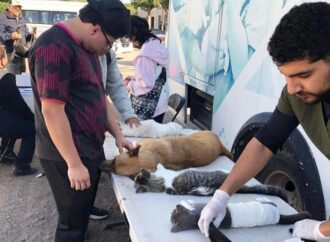 Refuerzan campañas de esterilización de mascotas en Cajeme