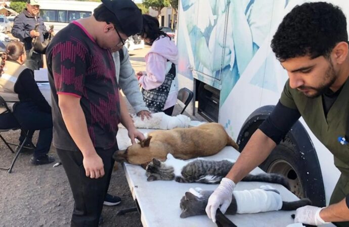 Refuerzan campañas de esterilización de mascotas en Cajeme