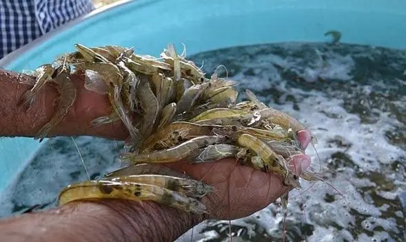 Impulsan vinculación para fortalecer actividades del sector rural en Cajeme