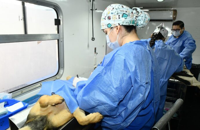 Supera Hermosillo las 50 mil esterilizaciones de mascotas con campañas gratuitas en colonias