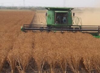 Anticipan inicio de cosechas en el sur de Sonora ante condiciones favorables