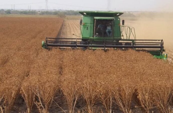 Anticipan inicio de cosechas en el sur de Sonora ante condiciones favorables