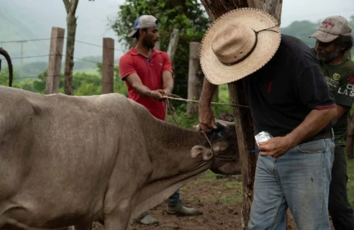 Detectan ocho casos de miasis por gusano barrenador en humanos en Veracruz
