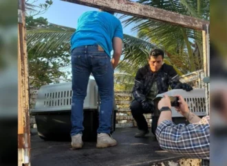 Cuestionan versión oficial por derrame en Veracruz; reportan fauna afectada y amplia zona contaminada