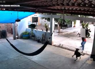 Detenido en Navojoa por golpear brutalmente a “Toto”, un perro amarrado