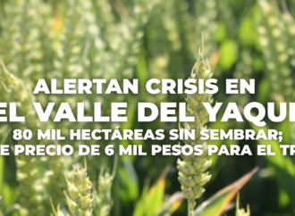 Alertan crisis en el Valle del Yaqui: 80 mil hectáreas sin sembrar; urge precio de 6 mil pesos para el trigo