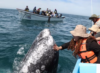 Juez en Sonora ordena suspender tránsito de buques del proyecto Sahuaro