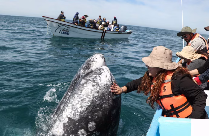 Juez en Sonora ordena suspender tránsito de buques del proyecto Sahuaro