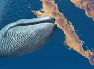 Denuncian proyecto Saguaro como “imperialismo ecológico”; beneficios serían para extranjeros