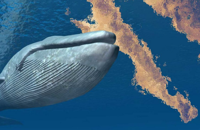 Denuncian proyecto Saguaro como “imperialismo ecológico”; beneficios serían para extranjeros