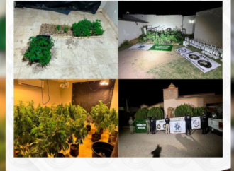 Aseguran invernadero clandestino con más de 200 plantas de marihuana en Magdalena, Sonora