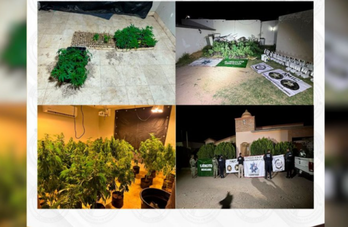 Aseguran invernadero clandestino con más de 200 plantas de marihuana en Magdalena, Sonora