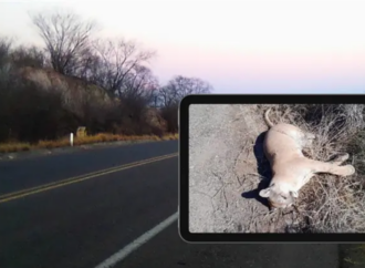 Reportan presunto atropellamiento de puma en zona de fauna en Álamos