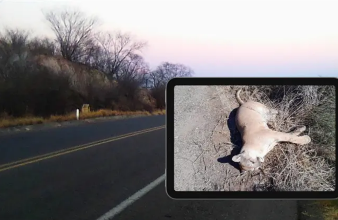 Reportan presunto atropellamiento de puma en zona de fauna en Álamos