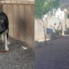 Busca Ayuntamiento capturar perros agresores del Cerro Johnson