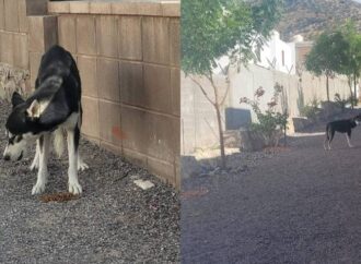 Busca Ayuntamiento capturar perros agresores del Cerro Johnson