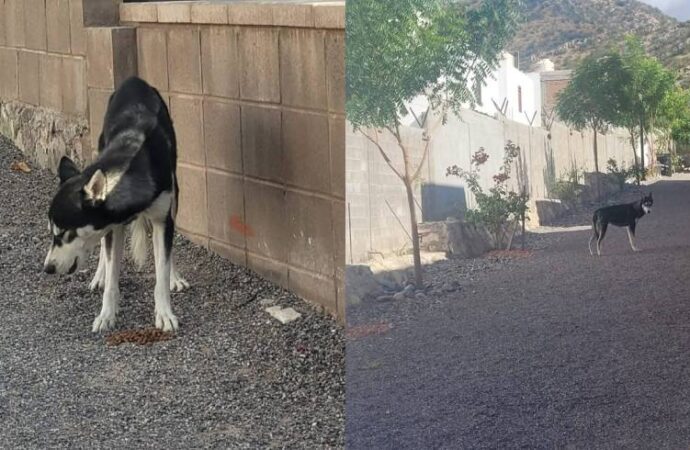 Busca Ayuntamiento capturar perros agresores del Cerro Johnson