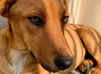 Reconocen al ‘Perro Caramelo’ como símbolo canino de México