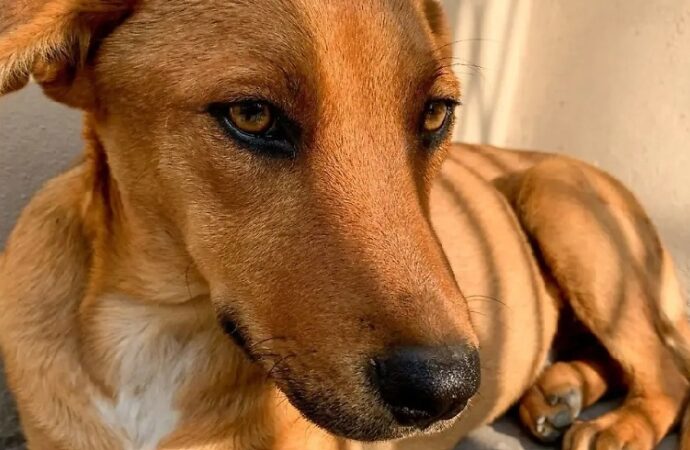 Reconocen al ‘Perro Caramelo’ como símbolo canino de México