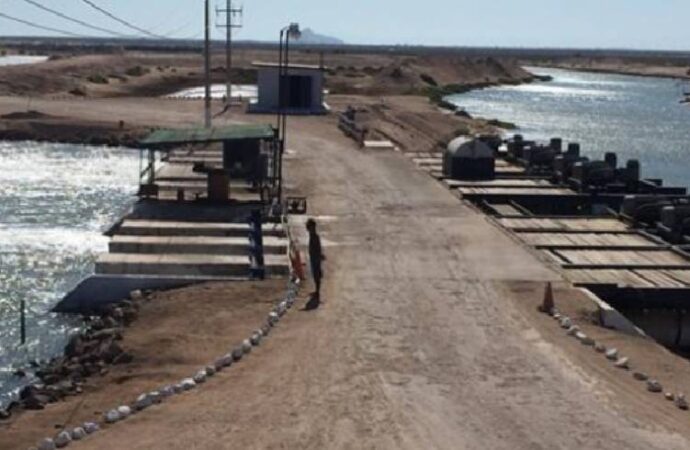 Productores de Sonora arrancan ciclo con siembra de 28 mil hectáreas de camarón