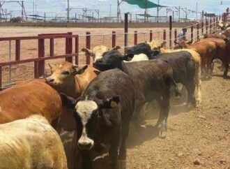 Ganaderos confían en pronta reapertura de la frontera para exportación de ganado