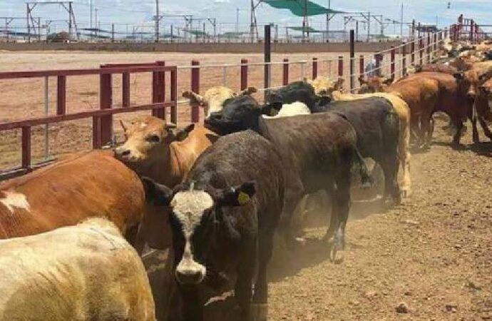 Ganaderos confían en pronta reapertura de la frontera para exportación de ganado