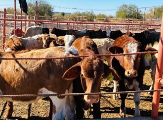 Reducen hatos ganaderos en la región ante condiciones climáticas