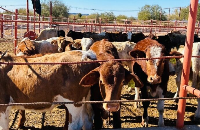 Reducen hatos ganaderos en la región ante condiciones climáticas