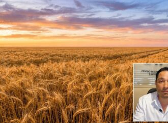 Alertan crisis en el Valle del Yaqui: 80 mil hectáreas sin sembrar; urge precio de 6 mil pesos para el trigo