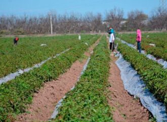 Alertan por alza en alimentos ante efectos climáticos y aparición de plagas