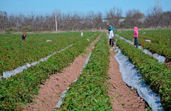 Alertan por alza en alimentos ante efectos climáticos y aparición de plagas