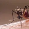 Crean en México herramienta con inteligencia artificial para prevenir brotes de dengue