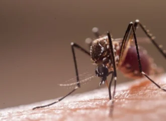 Crean en México herramienta con inteligencia artificial para prevenir brotes de dengue