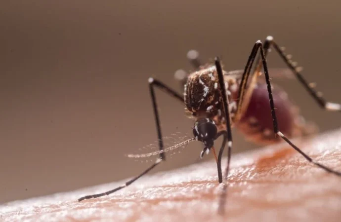 Crean en México herramienta con inteligencia artificial para prevenir brotes de dengue