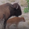 Nace primer bisonte en Sonora tras más de 200 años de ausencia